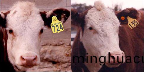 激(ji)光打標機在畜牧業的應用(yong)圖片